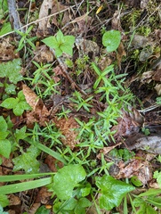 Moehringia macrophylla