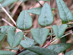 Bossiaea cinerea