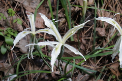 Iris tenuissima