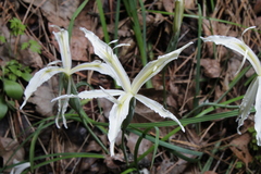 Iris tenuissima