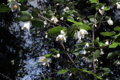 Styrax redivivus