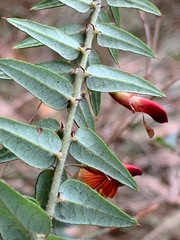 Bossiaea cinerea