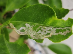 Phyllocnistis citrella