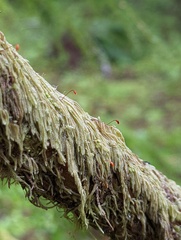 Hypnum circinale