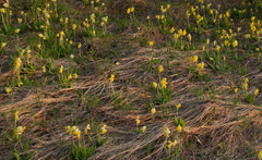 Primula veris macrocalyx