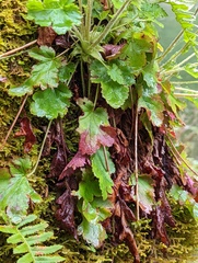 Heuchera micrantha