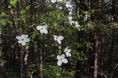 Cornus nuttallii
