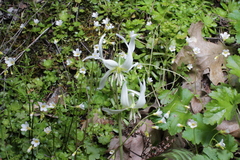 Erythronium