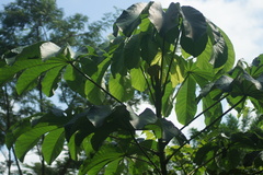 Cecropia peltata