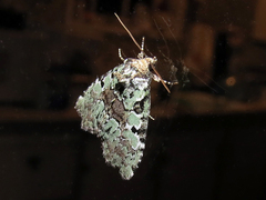 Leuconycta lepidula