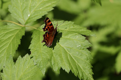 Polygonia faunus