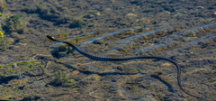 Thamnophis elegans