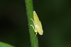 Bothrogonia ferruginea
