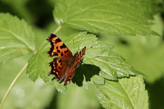 Polygonia faunus