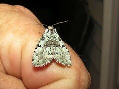 Leuconycta lepidula