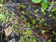 Polytrichum juniperinum