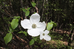 Cornus nuttallii
