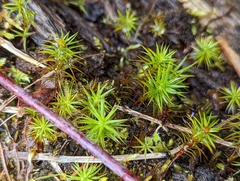 Polytrichum juniperinum