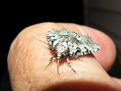 Leuconycta lepidula