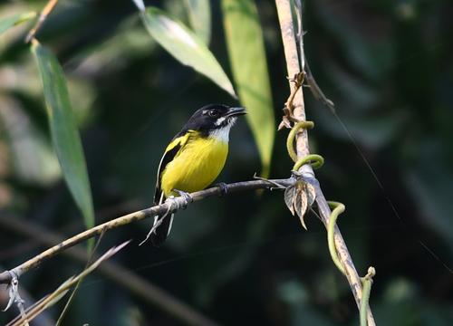 Black-backed Tody-Flycatcher