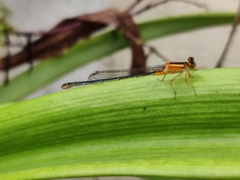 Ischnura senegalensis