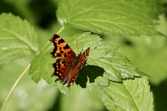 Polygonia faunus