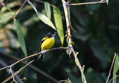 Poecilotriccus pulchellus