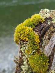 Aulacomnium androgynum