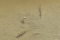Actinopterygii