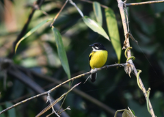 Poecilotriccus pulchellus