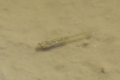 Actinopterygii