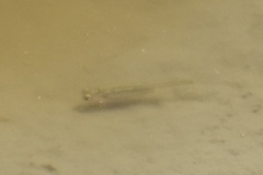 Actinopterygii