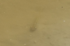 Actinopterygii