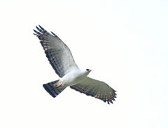 Spizaetus melanoleucus