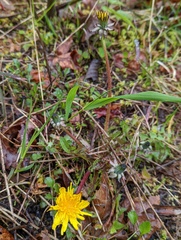 Taraxacum