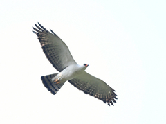 Spizaetus melanoleucus