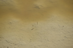 Actinopterygii