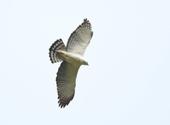 Spizaetus melanoleucus