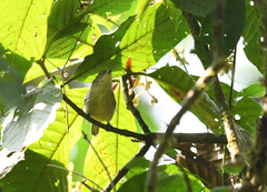 Herpsilochmus axillaris