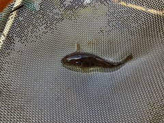 Gobiomorphus cotidianus