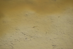 Actinopterygii