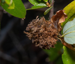 Asphondylia ceanothi