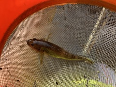 Gobiomorphus cotidianus