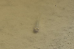 Actinopterygii