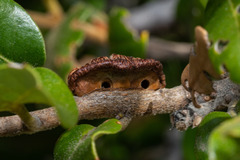 Disholandricus chrysolepidis