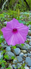 Ipomoea rupicola