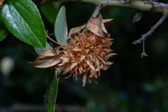 Asphondylia ceanothi