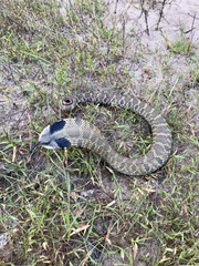 Heterodon platirhinos
