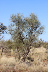 Hakea lorea lorea