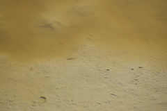 Actinopterygii